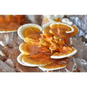 Bio Pecsétviaszgomba por (Ganoderma lucidum) 25 gramm - Image 2